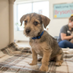 Brysons Animal Shelter