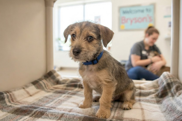 Brysons Animal Shelter